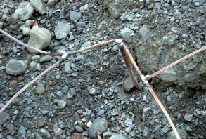 Part of a Grounding System